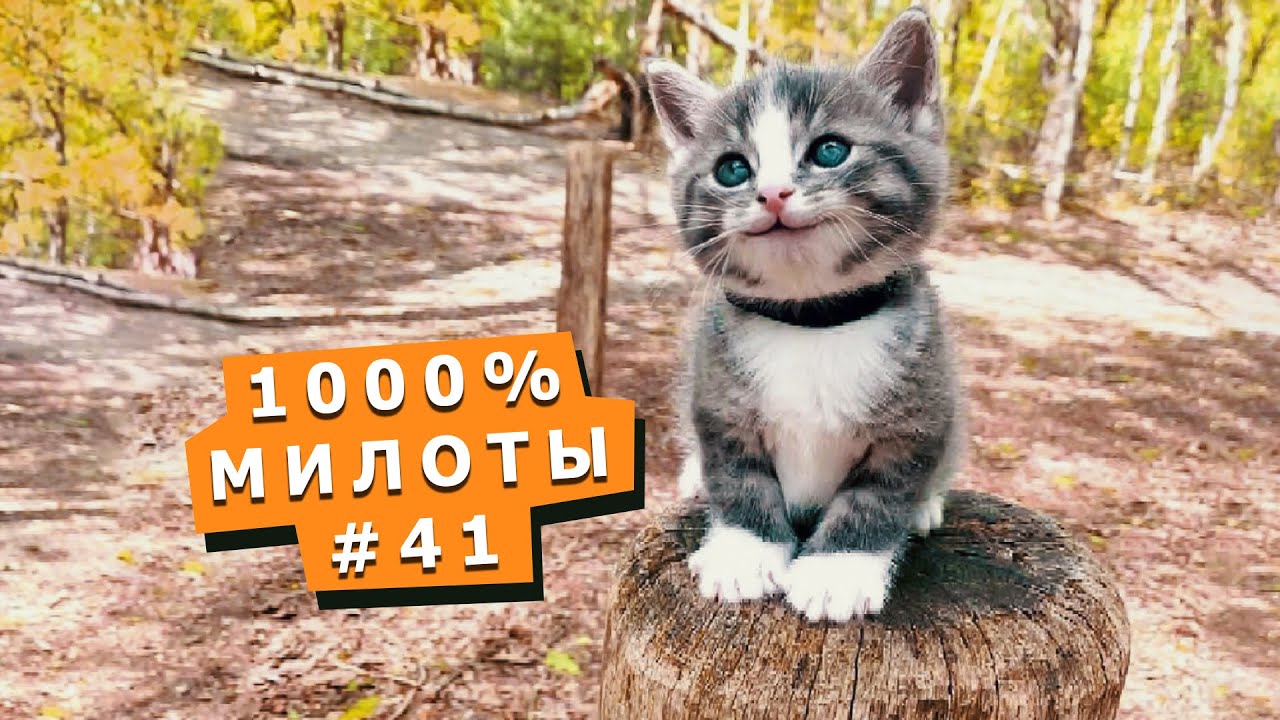 Милые маленькие питомцы #41 Cute little animals