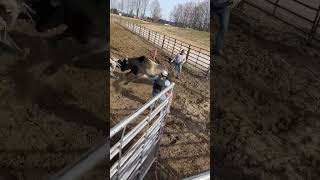 Guy gets chased by bull