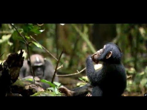 Sokwe Kupotea Katika Mapori Ya Ugala Tongwe Na Gombe Kama Ulinzi Hautaimarishwa 