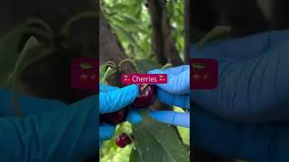 Sweet Cherries #viralvideo #cherry #cherries #enjoylife #thankfulgratefulblessed