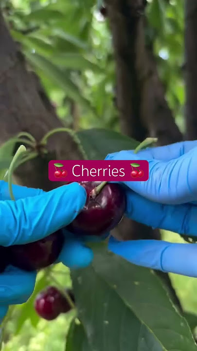 Sweet Cherries #viralvideo #cherry #cherries #enjoylife #thankfulgratefulblessed