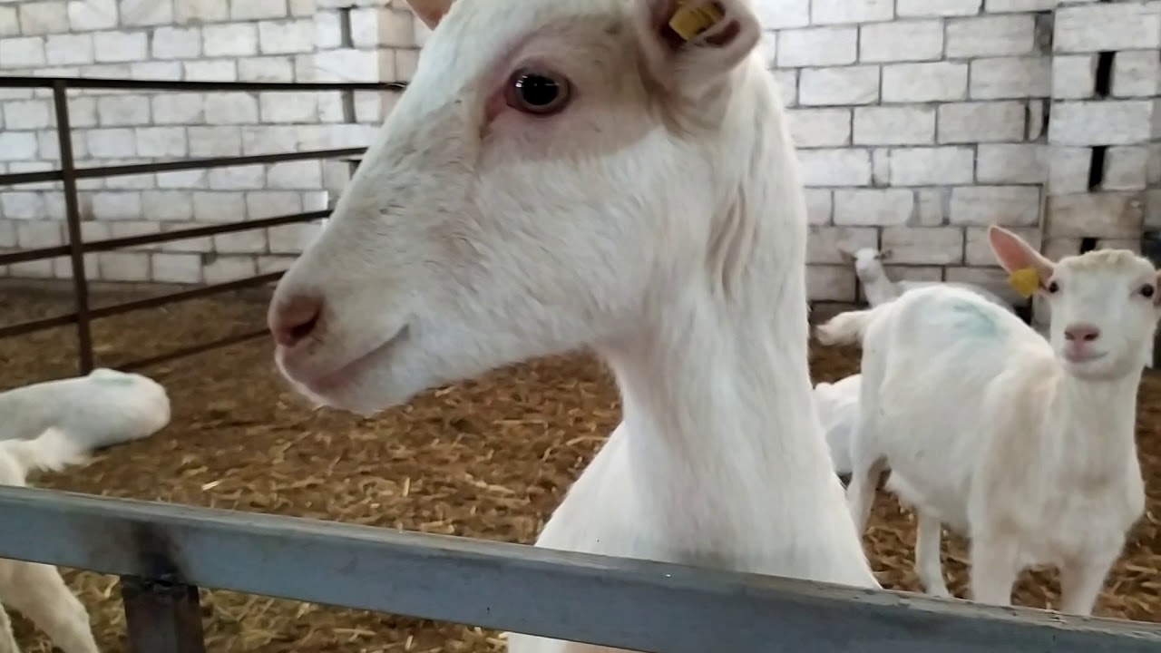 Saanen cinsli keçi ferması: necə saxlanmalıdır?