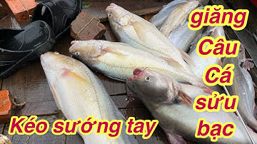 Bủa đường câu đầu cồn mồi tép - trúng  luồng cá cá sửu nước ngọt
