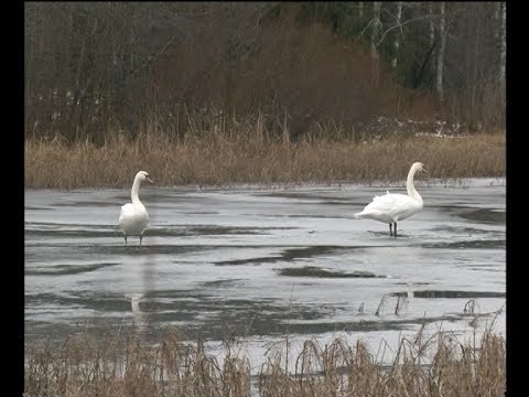 Почему лебеди не улетают из Александровска?