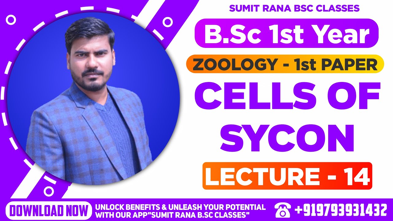 (Lt-14) Cells Of Sycon || Zoology Paper 1st || B.Sc. 1st Year