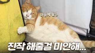 마당에 텐트 쳤더니 눌러앉겠다는 동네 고양이들