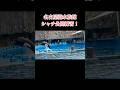 #シャチ #名古屋港水族館 #海 #王様 #愛知県
