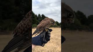 Lovely recall from Nora the Eurasian Kestrel! #birdofprey #birds #falcon #kestrel