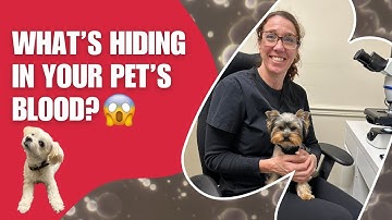 What Live Blood Analysis Reveals About Your Pet’s Health