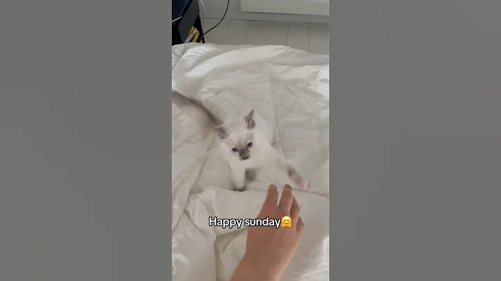 Video 11074081: cat fighting kitty, cat cute kitten fighting, cat fight funny kitten, kitten cat cute happy