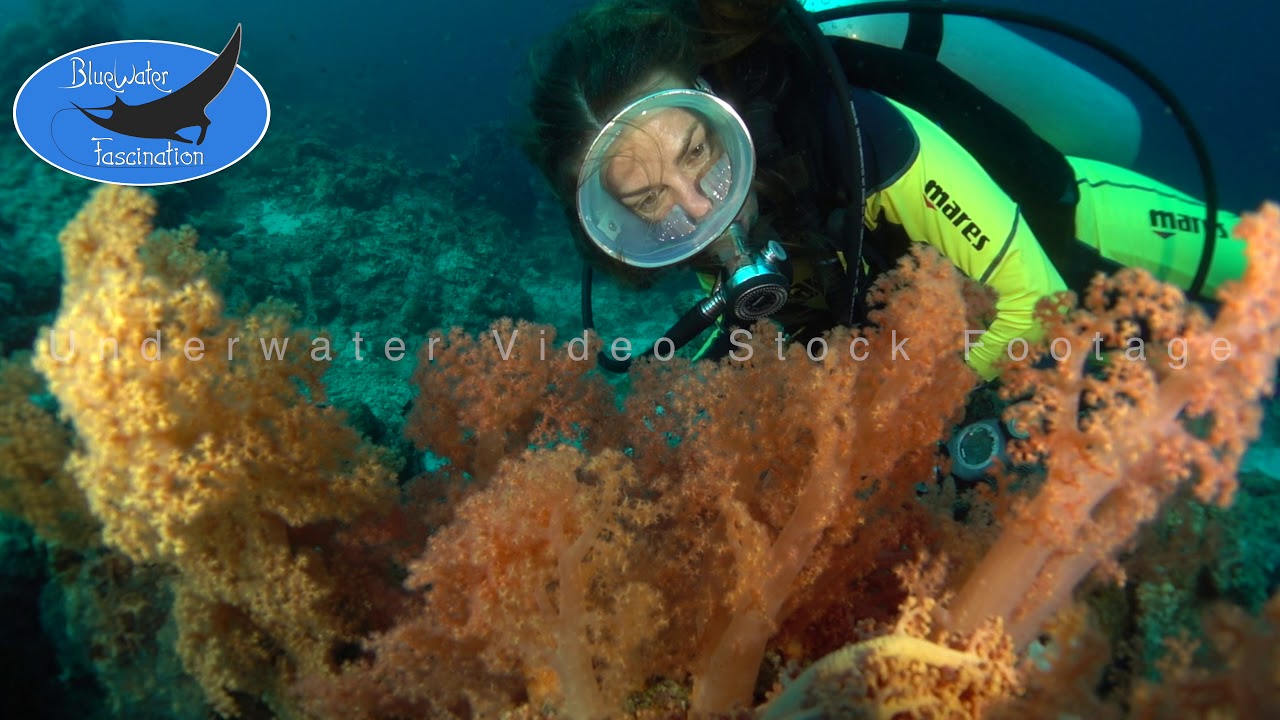 0545_Girl scuba diving with softs coral, 4K underwater video stock footage of female scuba diver