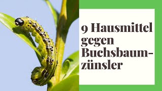 9 Hausmittel gegen Buchsbaumzünsler