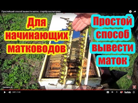 ПРОСТЕЙШИЙ СПОСОБ ВЫВЕСТИ МАТОК, СТАРТЁР ВОСПИТАЛКА