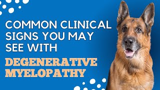 The Common Clinical Signs You May See With Degenerative Myelopathy