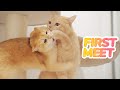 Rescued Kitten MEET New Mom, New Brothers and Sisters For The FIRST Time | Lucky Pawison