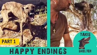 Dog rescue stories happy endings - Before and after adoption - Part 1 -  Takis Shelter - YouTube