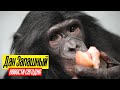 Дан Запашный и НОВОСТИ СЕГОДНЯ | Шимпанзе Боня протирает полы