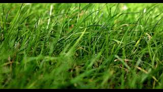 Green grass in the wind - 4K free stock video