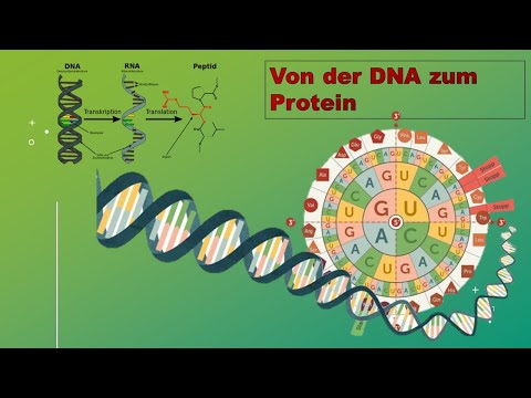 Video: Was ist eine Konsensus-DNA-Bindungsstelle?