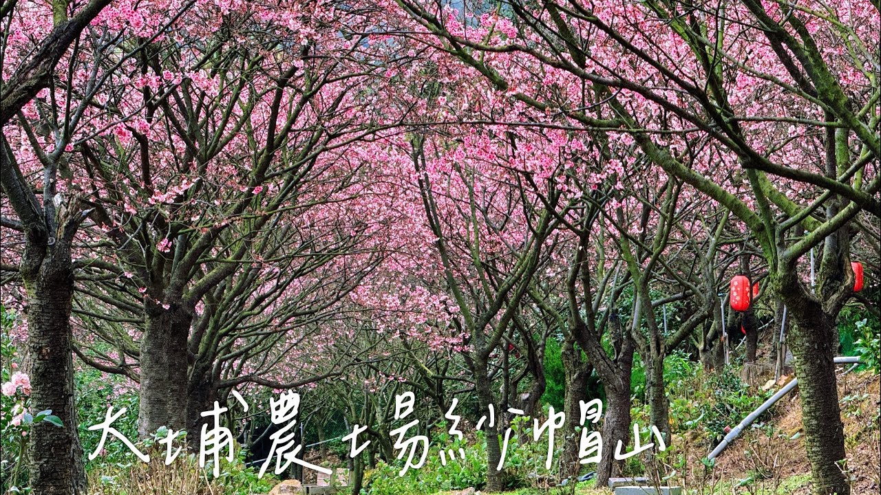 陽明山粉紅櫻花季🌸【大埔農場紗帽山】，【小猿十號】☕陽明山森林系秘境咖啡店。