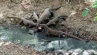 Komodo makan anak kerbau