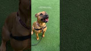 Pit Bull Available For Adoption