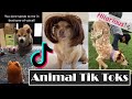 Funny Animal Tik Toks [Clean]: Try Not to Laugh - June 2020