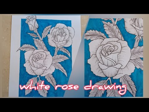 how to draw a white rose drawing 🌼🥀|easy rose drawing tutorial - YouTube