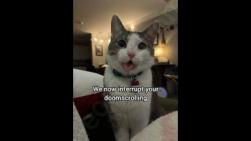 We interrupt your doomscrolling #cat #funny #fyp #meme #georgieebom