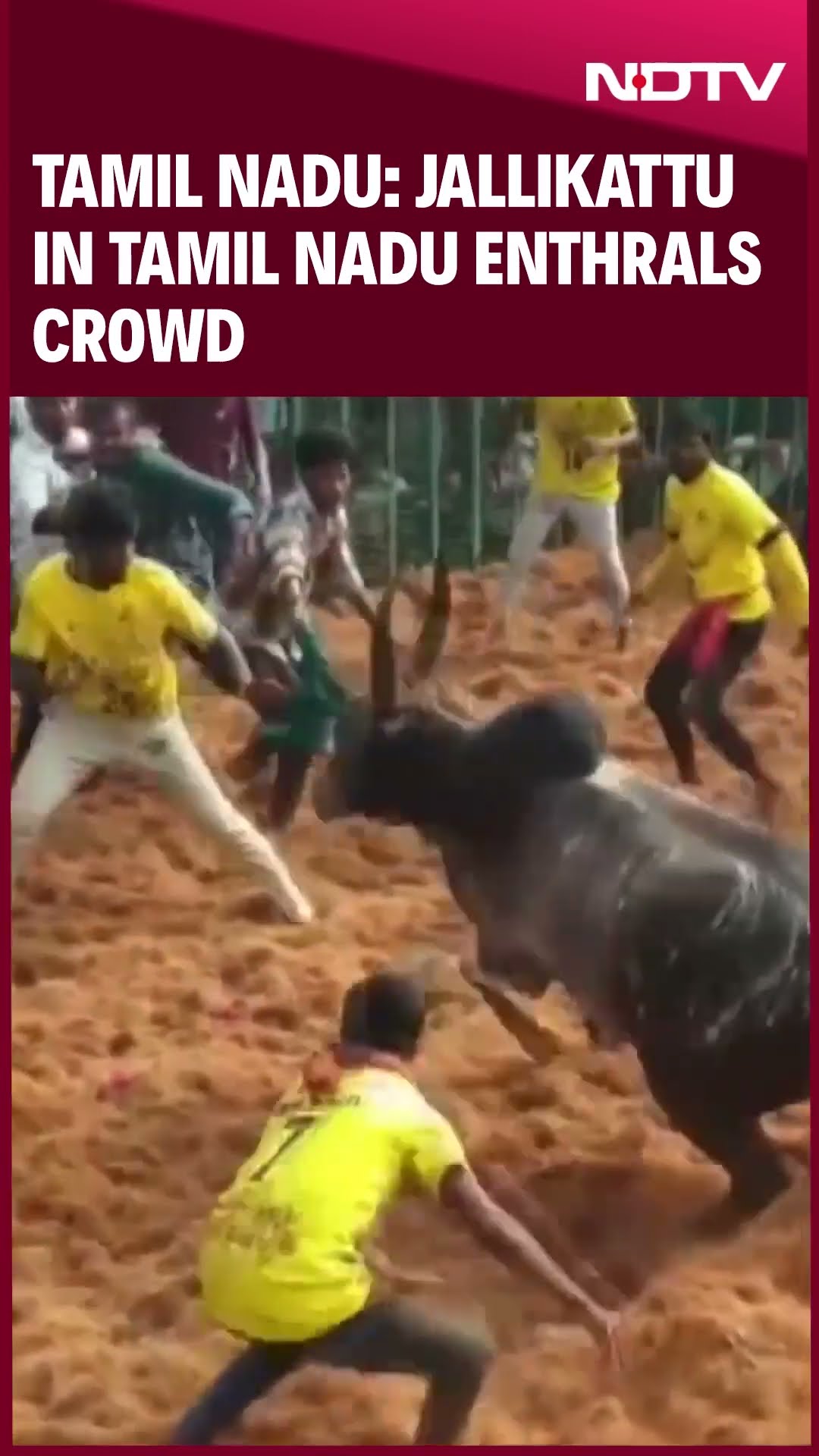 Tamil Nadu: Jallikattu in Tamil Nadu enthrals crowd