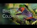 Colombia birding adventure diverse avian wonders  episode 4