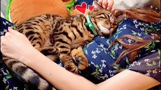 巨大な赤ちゃん猫は飼い主のお腹を寝床と決めたようです