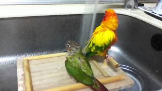 コガネメキシコインコとウロコインコ いっしょに水浴び Youtube