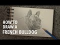 How to draw a FRENCH BULLDOG