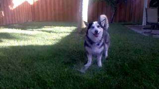 Breed Guide: The Corgi Husky Mix – petventuresbook