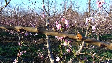 Peach Tree Pruning For High Yield Production