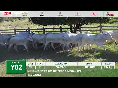 Lote Y02