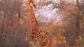 Karongwe Private Game Reserve: Giraffes in Bush