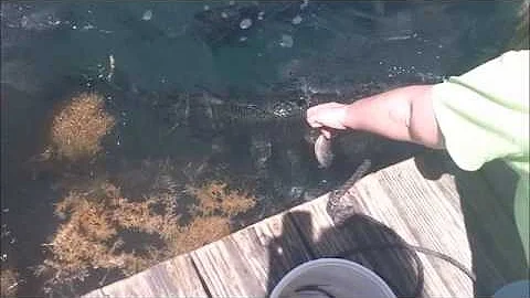 Tarpon Feeding - Florida Keys