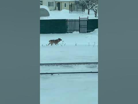 Весела собака на Железной дороге 😁😂 - YouTube