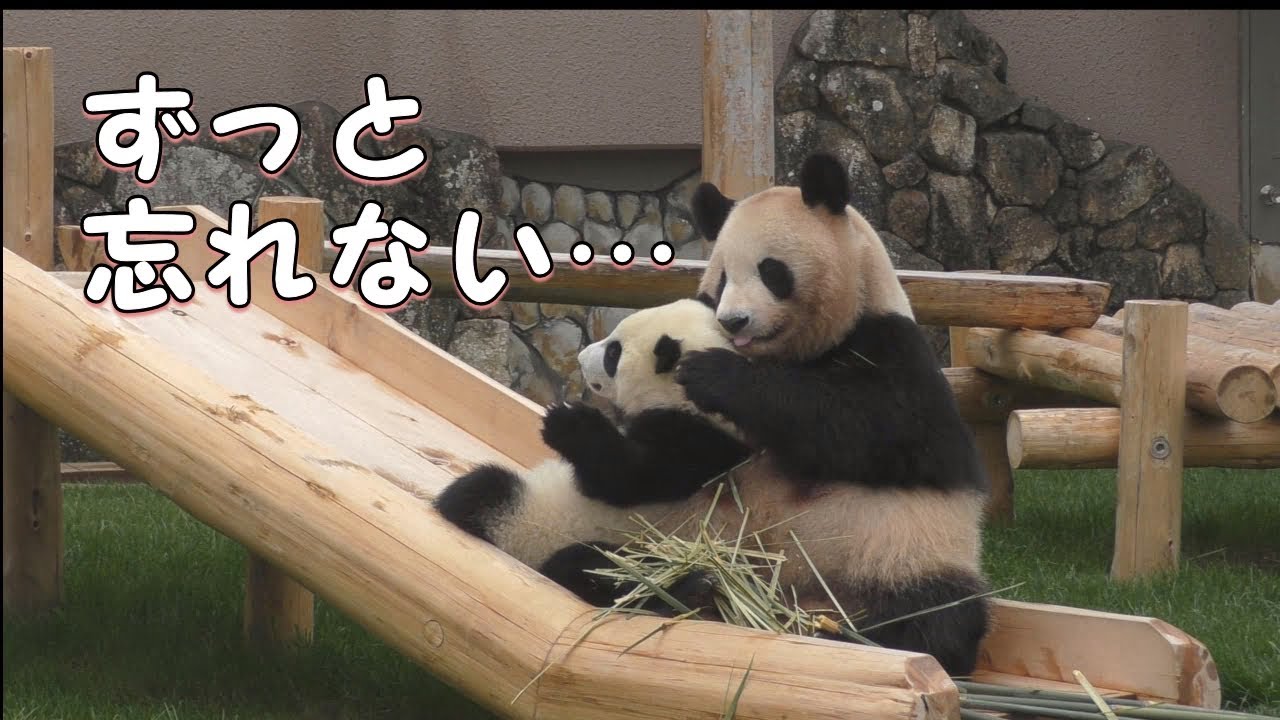 ずっと忘れない…】🌈彩浜＆良浜🍯メモリアル🌟彩浜独り立ち記念【親子