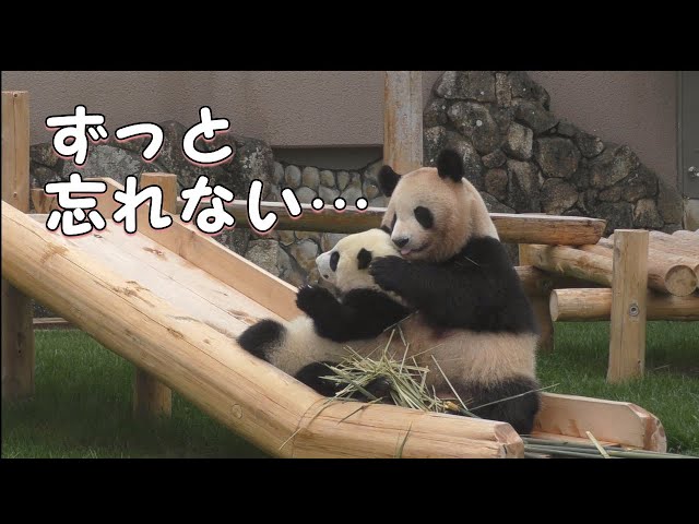 専用　シャンシャン　彩浜　楓浜 ずっと忘れない…】🌈彩浜＆良浜🍯メモリアル🌟彩浜独り立ち記念【親子