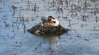 Nido Somormujo lavanco.  Embalse de Santillana. Manzanares el Real, Madrid.