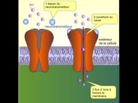 Interactions ligand recepteur Interactions ligand recepteur