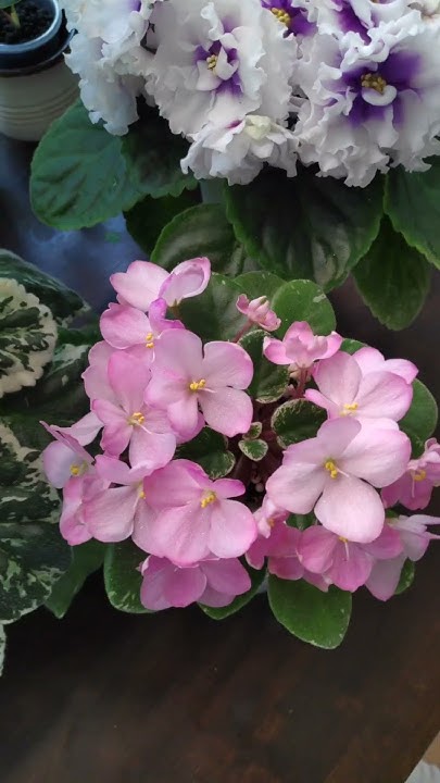 Фиалка Н-Ангел Мой #цветы #plants #фиалкацветёт #flowers #фиалки # ...