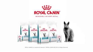 royal canin dermatology