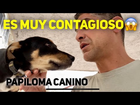Video: Papiloma en perros