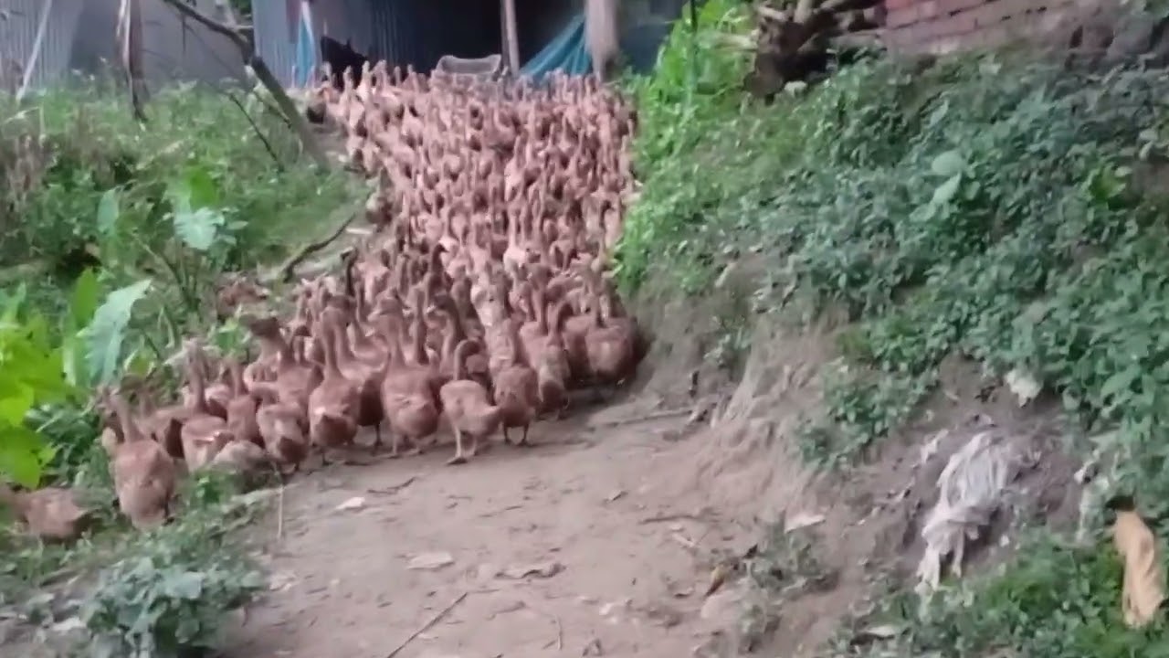 খামারীদের হাঁস আপনারা দেখুন এখানে ৩৬০ টা হাঁস খামারিদের হাঁসের ঘরতনময়শেখআগুন চ্যানেল