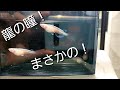 まさかの龍の瞳メダカ、、