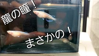 まさかの龍の瞳メダカ、、